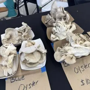 A variety of fresh mushrooms on tables.